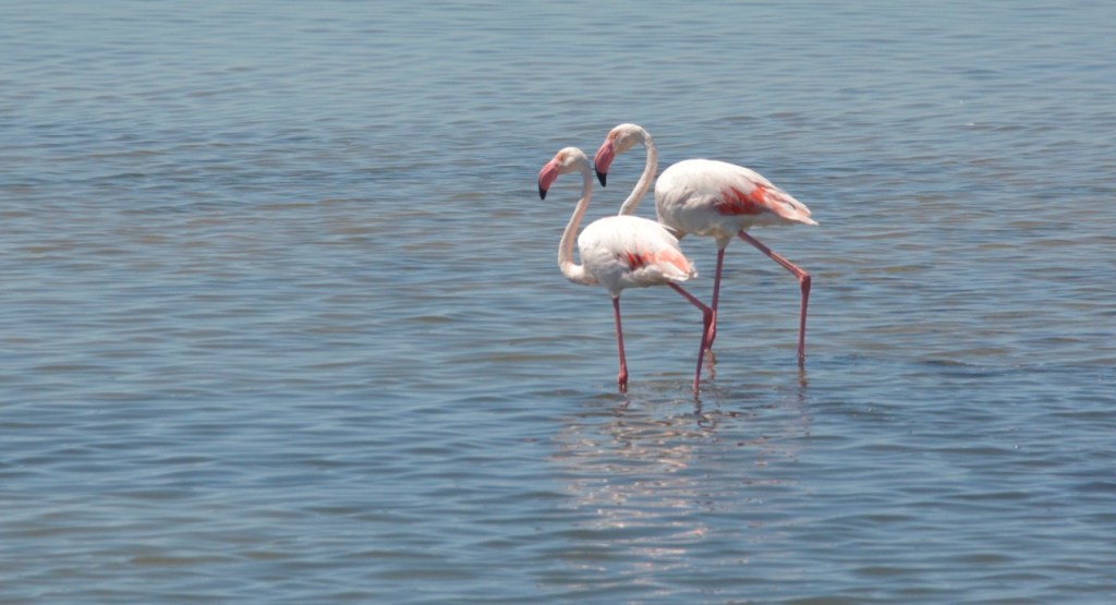 Camarque Flamingos