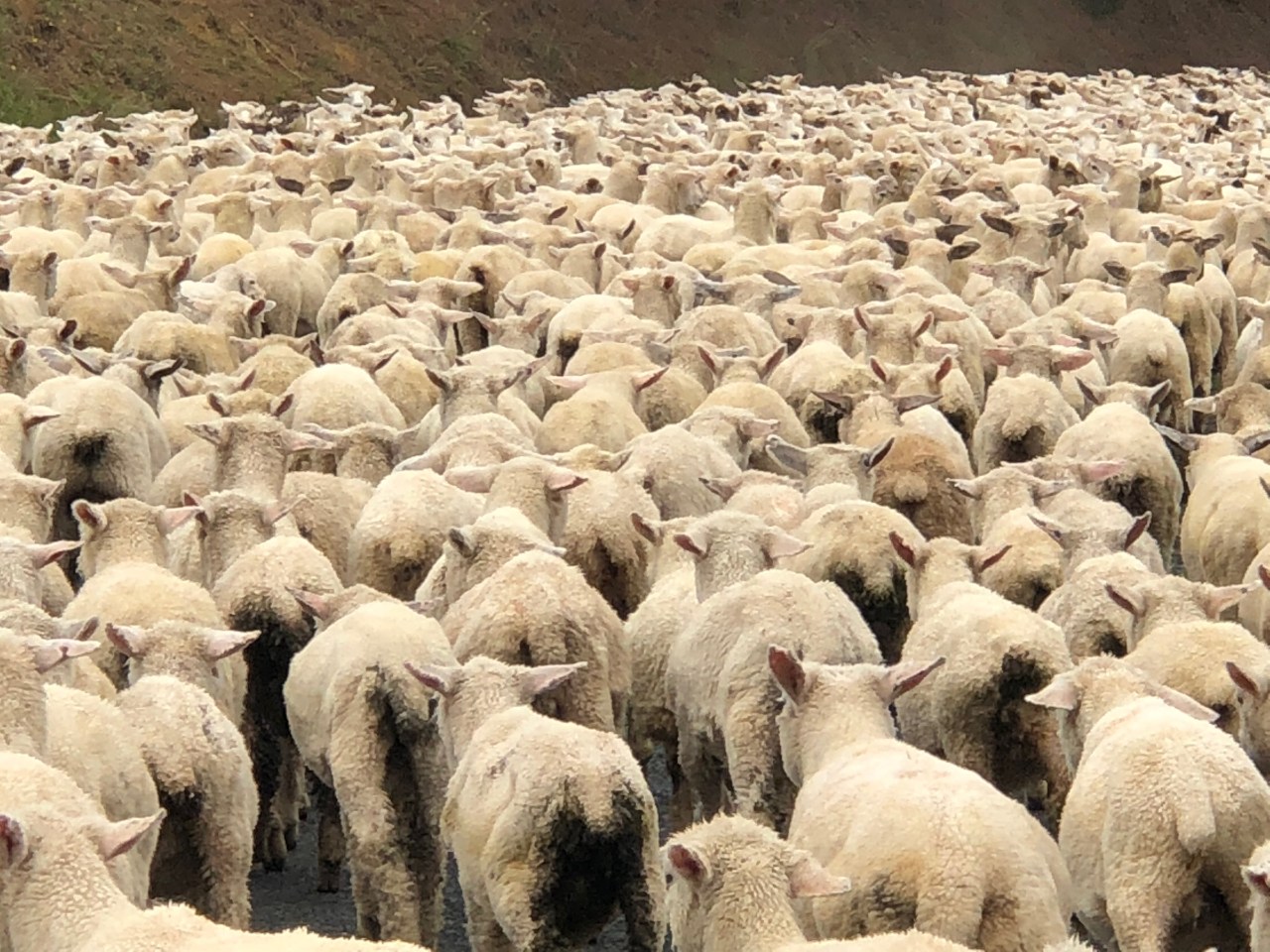 NZ Schafe - 1