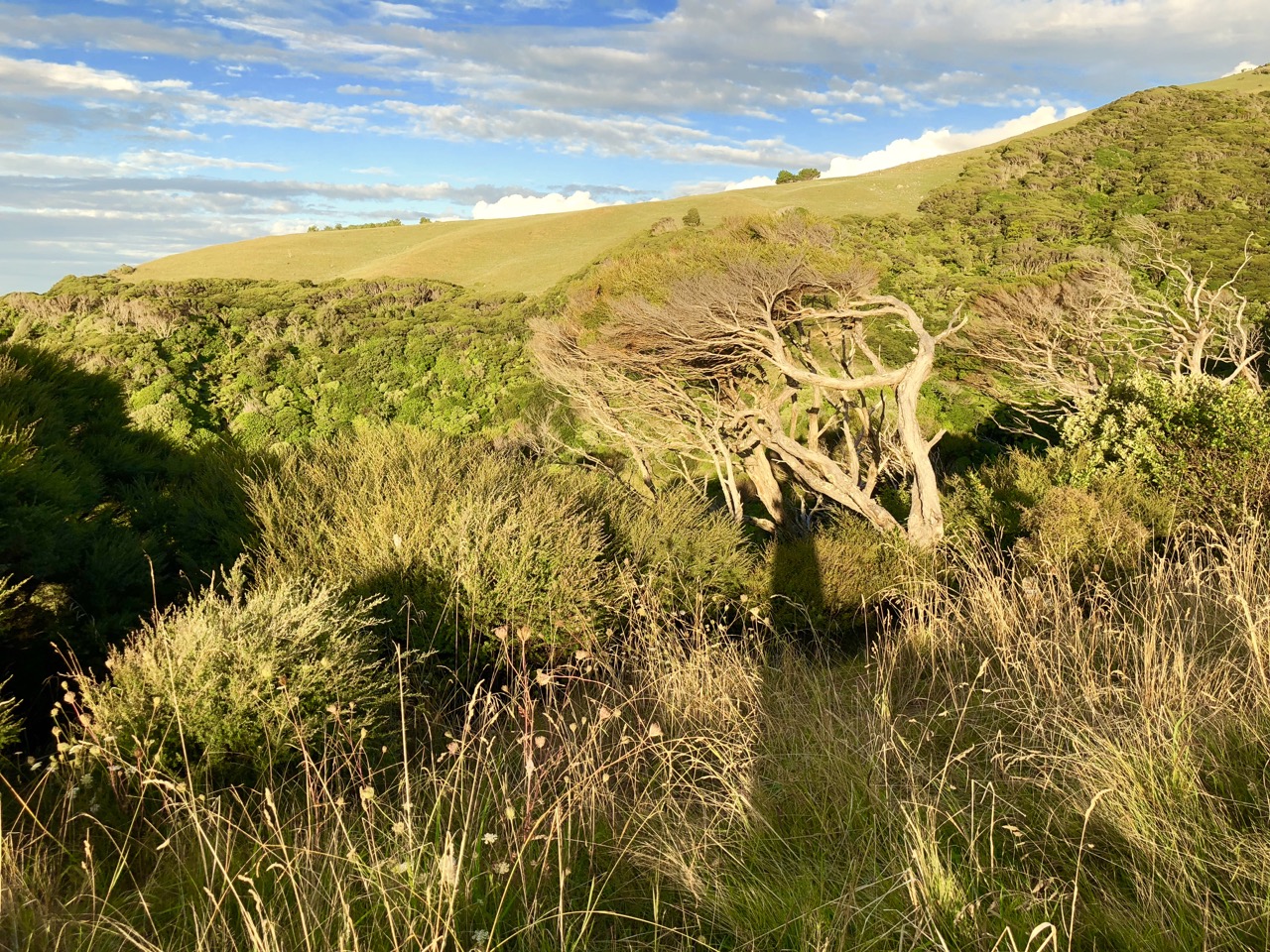 NZ Taglan Küste closer